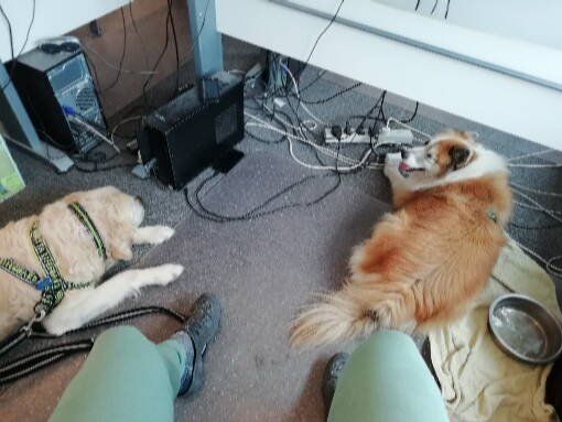 Mysla og Mio med på arbejde. At have en velopdragen hund, som roligt kan tages med fx. på arbejde eller på besøg kommer ikke af sig selv, men skal læres:)
